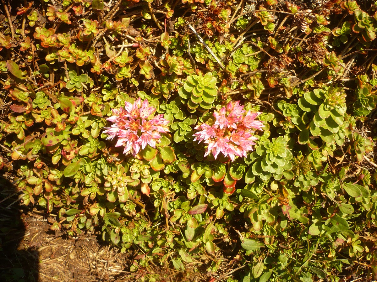 Phedimus spurius (Crassulaceae)